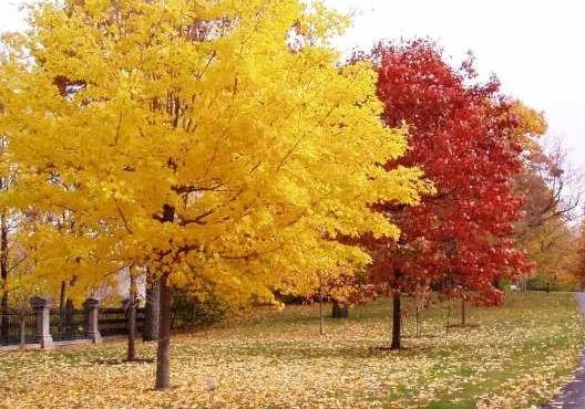 彩葉樹如何配置才能真正體現園林綠化之“美”？