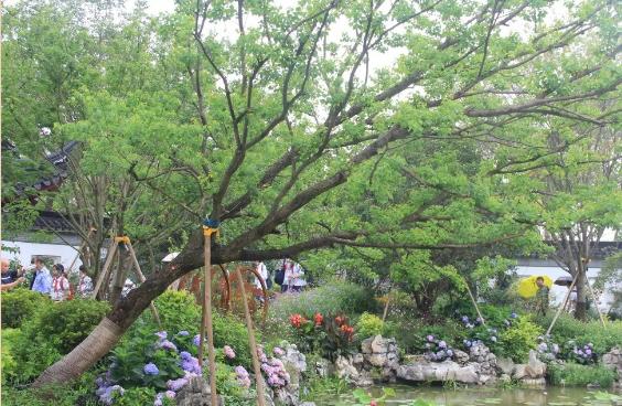 園林綠化的植物八大養(yǎng)護要點