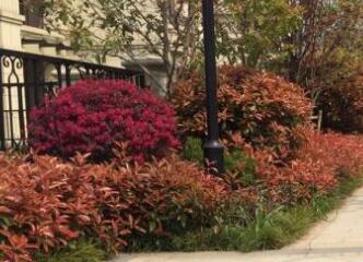 在園林設(shè)計(jì)布局中，色彩因素要注意什么？