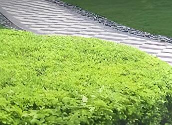 冬季灌木養(yǎng)護(hù)：分常綠 / 落葉，兼顧修剪與防寒